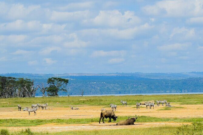 5 Days of Kenyan Magic: A Whirlwind Safari Adventure - FAQ