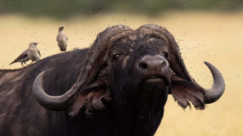 5 Days of Unmatched Wildlife Magic from Savannah to Safari - Key Points  