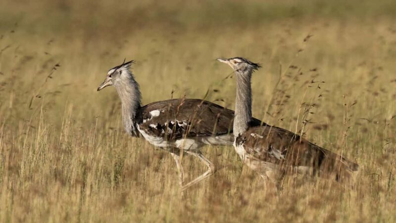 5 Days of Unmatched Wildlife Magic from Savannah to Safari - An In-Depth Look at the Itinerary