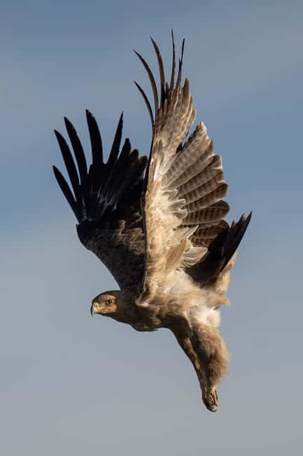 5 Days of Unmatched Wildlife Magic from Savannah to Safari - Why This Tour Offers Good Value