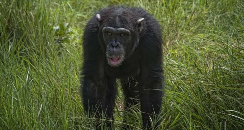 5 Days Ol Pejeta, Lake Nakuru and Masai Mara Wildlife Safari - Key Points