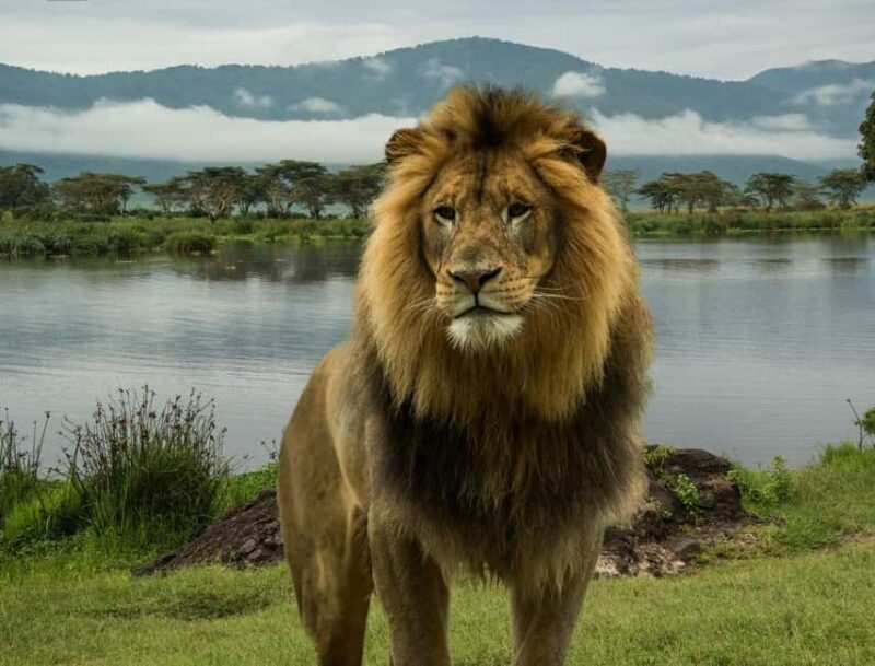 5 Days Ol Pejeta, Lake Nakuru and Masai Mara Wildlife Safari - Authentic Experiences and Insights