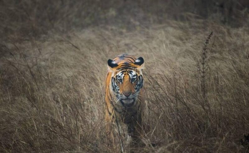 5-Days Private Luxury Golden Triangle Tour Agra Jaipur Delhi - An Overview of the Tour Experience