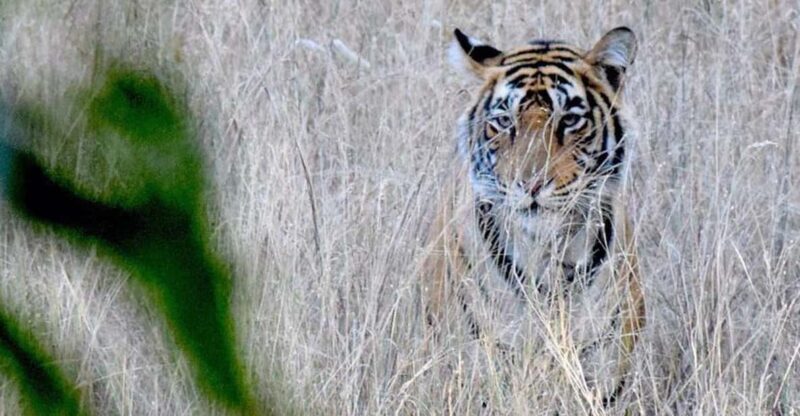 5-Days Private Luxury Golden Triangle Tour Agra Jaipur Delhi - Authentic Experiences and Hidden Gems