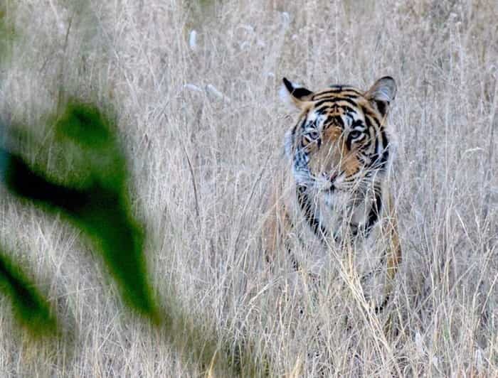 5-Days Private Luxury Golden Triangle Tour Agra Jaipur Delhi - FAQs