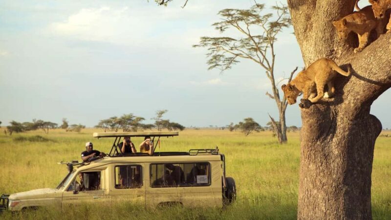 5 Days Private Midrange Safari-Serengeti & Ngorongoro - Introduction