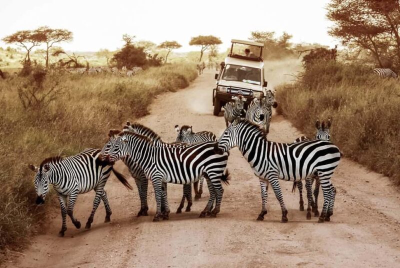 5 Days Private Midrange Safari-Serengeti & Ngorongoro - Key Points