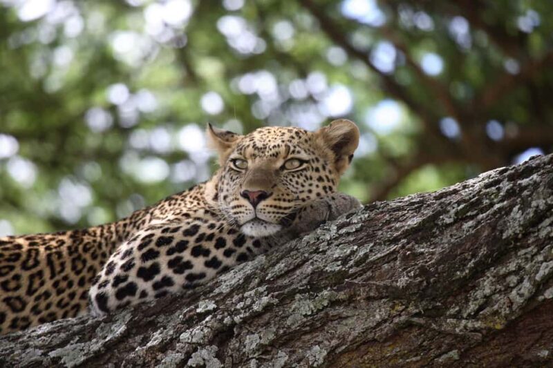 5 Days Private Midrange Safari-Serengeti & Ngorongoro - FAQ