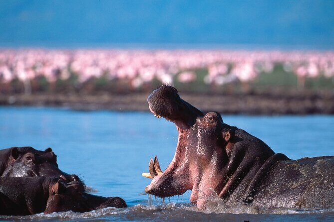 5-Days Private Safari Tour in Trangire, Serengeti, and Ngorongoro Crater - Practical Details You Need to Know