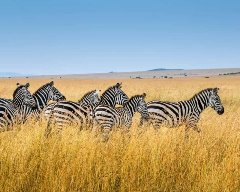 5 Days Private Tanzania Safari - Africa Finest Adventures - The Experience in Detail