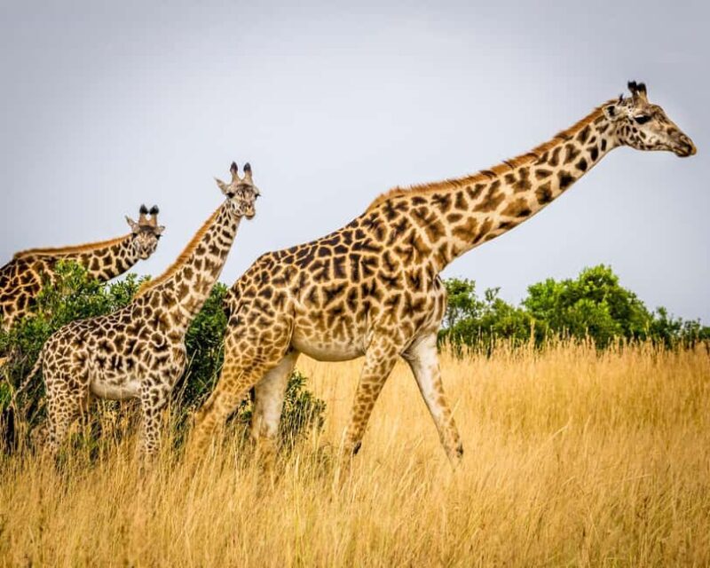 5 Days Private Tanzania Safari - Africa Finest Adventures - Who Will Love This Tour?