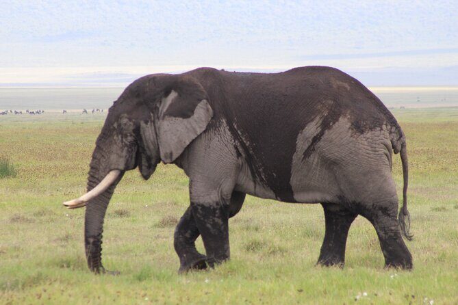 5-Days Private Tanzania Safari Tour - A Complete Look at the 5-Day Private Tanzania Safari Tour