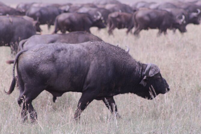 5-Days Private Tanzania Safari Tour - Key Points  