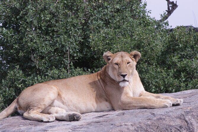 5-Days Private Tanzania Safari Tour - Why Travelers Love This Safari
