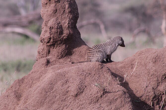 5-Days Private Tanzania Safari Tour - Who Is This Tour Best For?