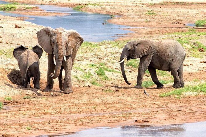 5 Days Ruaha National Park Safari - Exploring the 5 Days Ruaha National Park Safari: An In-Depth Review