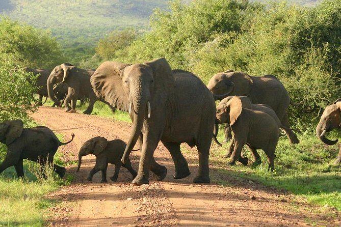 5 Days Ruaha National Park Safari - What Makes This Safari a Great Value?