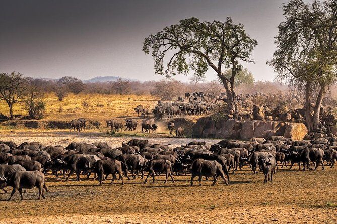 5 Days Ruaha National Park Safari - Authentic Experiences and Unique Highlights