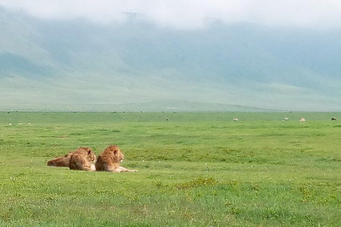 5 Days Safari from Dar es Salaam to Tarangire NP, Manyara NP & Ngorongoro Crater - Key Points