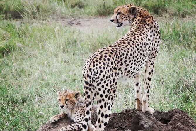 5 days safari, hiking & culture (Serengeti & kilimanjaro) - Frequently Asked Questions