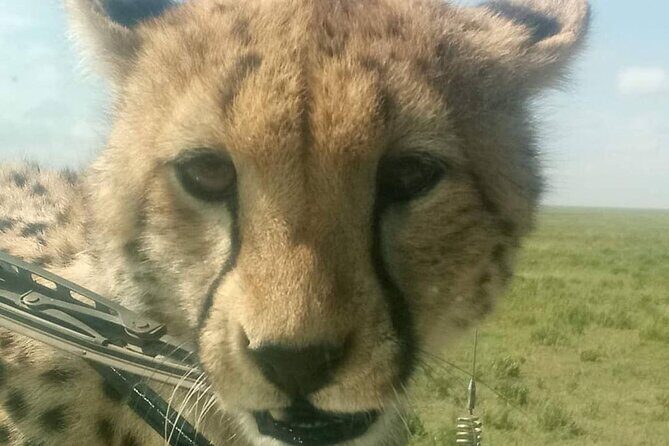 5 Days Safari In Serengeti And Ngorongoro - Unveiling Humanity’s Roots at Olduvai Gorge  