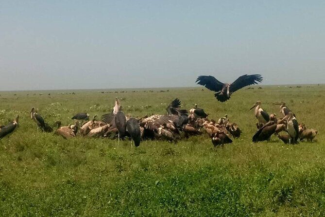 5 Days Safari In Serengeti And Ngorongoro - Ngorongoro Crater: The Wildlife Concentration  