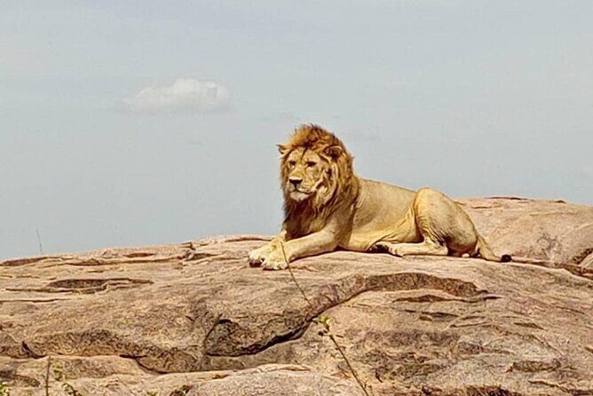 5 Days Safari In Serengeti And Ngorongoro - Practicalities and Value  