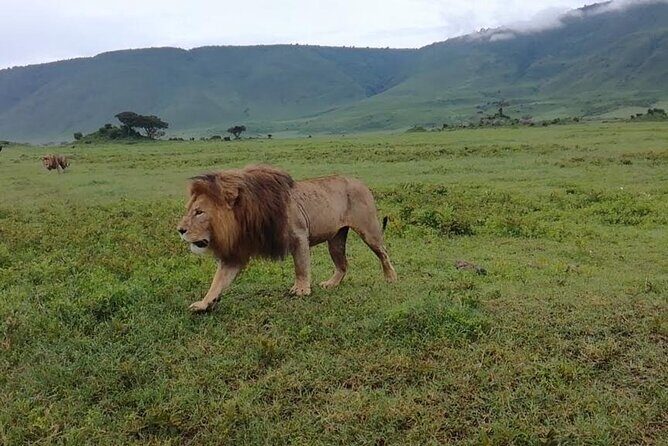 5 Days Safari In Serengeti And Ngorongoro - Who Will Love This Trip?  