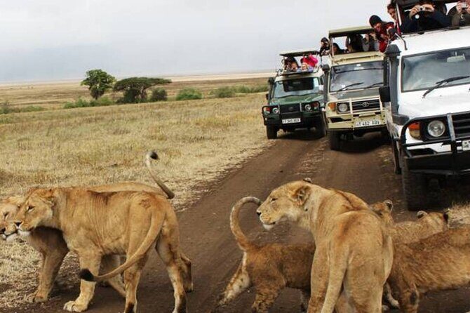 5 Days Safari in Tanzania | Camping and Lodge Safaris - Pricing & Value Analysis