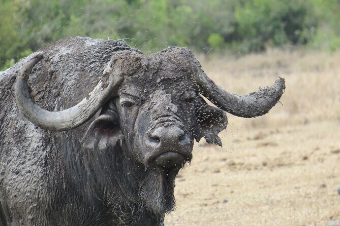 5 Days Safari Northern Circuit of Tanzania - Key Points