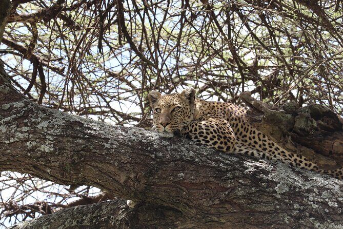 5 Days Safari Northern Circuit of Tanzania - Final Thoughts