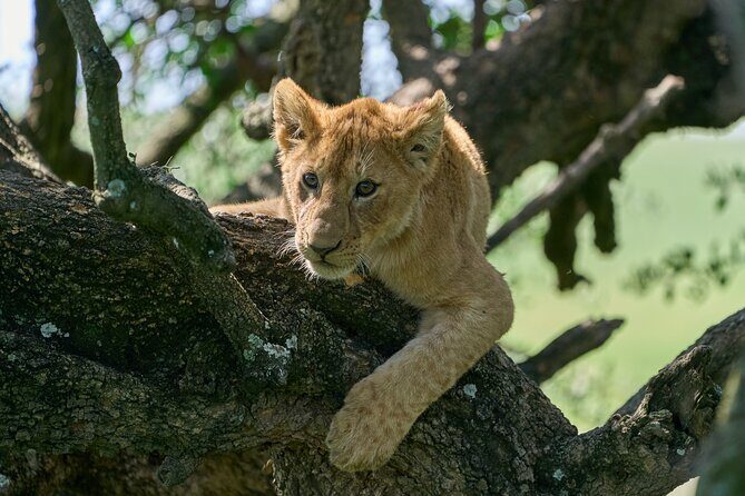 5 Days Safari Northern Circuit of Tanzania - Final Verdict