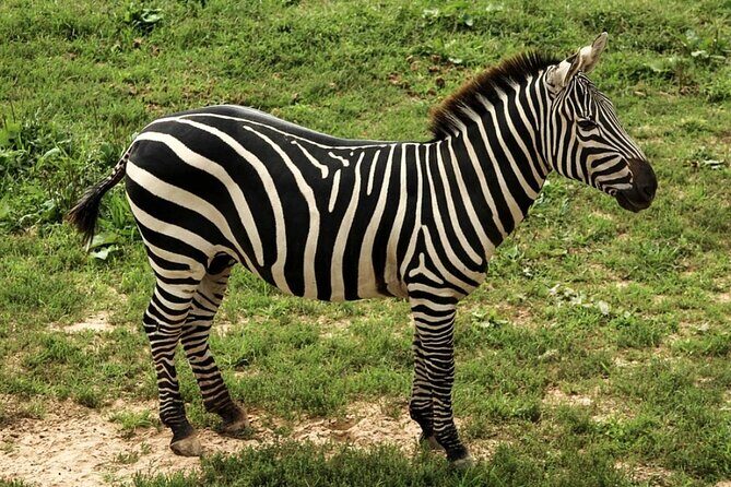 5 Days Safari Tarangire, Serengeti, and Ngorongoro Crater - Key Points