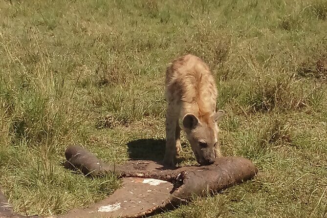 5 Days Safari to Amboseli N/P, Lake Naivasha, Maasai Mara N/R. - Frequently Asked Questions