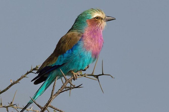 5 days Safari to Lake Manyara, Serengeti and Ngorongoro crater - Key Points