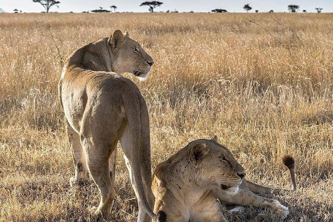 5 days Safari to Lake Manyara, Serengeti and Ngorongoro crater - Itinerary Breakdown and What to Expect