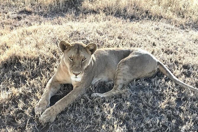 5 days Safari to Lake Manyara, Serengeti and Ngorongoro crater - The Sum Up