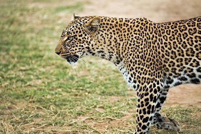 5 Days safari to Maasai Mara ,Lake Nakuru and Hell's gate national park - An Overview of the Tour: What’s Included and Why It Matters