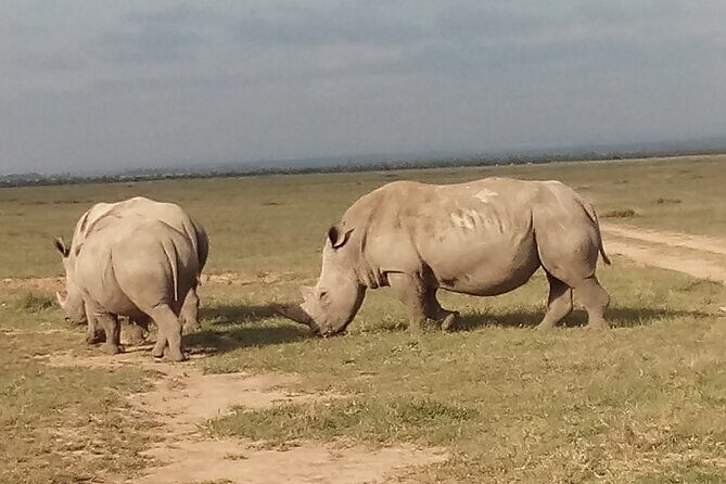 5 Days Safari to Samburu N/R Ol Pejeta Conservancy Hells Gate N/P, Lake Naivasha - A Closer Look at the 5-Day Kenya Safari