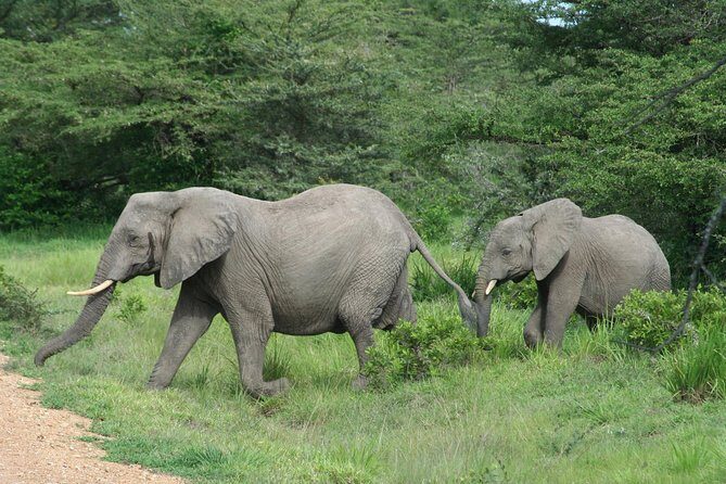 5 Days Safari to Selous & Mikumi - 5 Days Safari to Selous & Mikumi: An Authentic Tanzanian Adventure