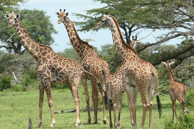 5 Days Safari to Selous & Mikumi - What Travelers Love About This Safari