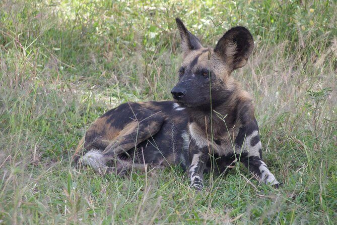 5 Days Safari to Selous & Mikumi - Final Thoughts