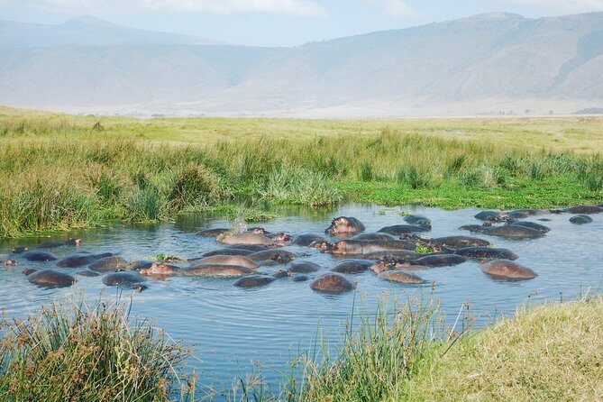 5 Days Safari to Serengeti, Ngorongoro, Tarangire from Arusha - The Itinerary: What to Expect from Day to Day