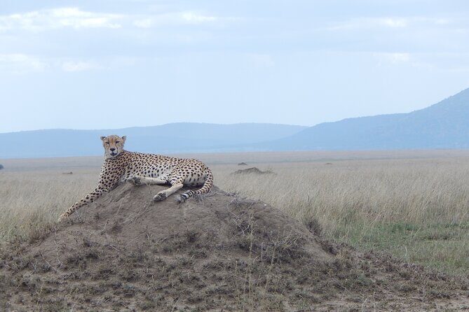 5 Days Safari to Serengeti, Ngorongoro, Tarangire from Arusha - Day 5: The Ngorongoro Crater — The Grand Finale