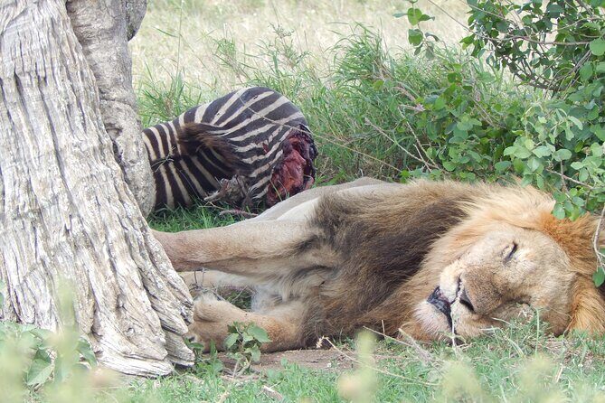5 Days Safari to Serengeti, Ngorongoro, Tarangire from Arusha - Potential Drawbacks to Consider