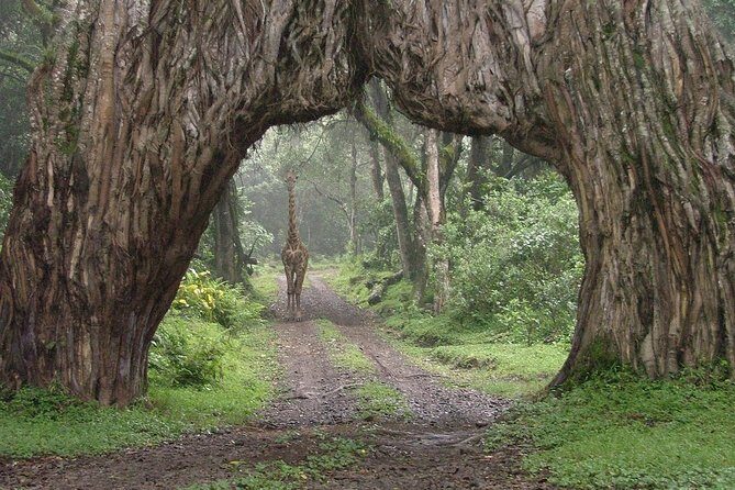 5 days Safari to Tarangire, Ngorongoro, Serengeti and Lake Manyara - Who is this Safari Best For?