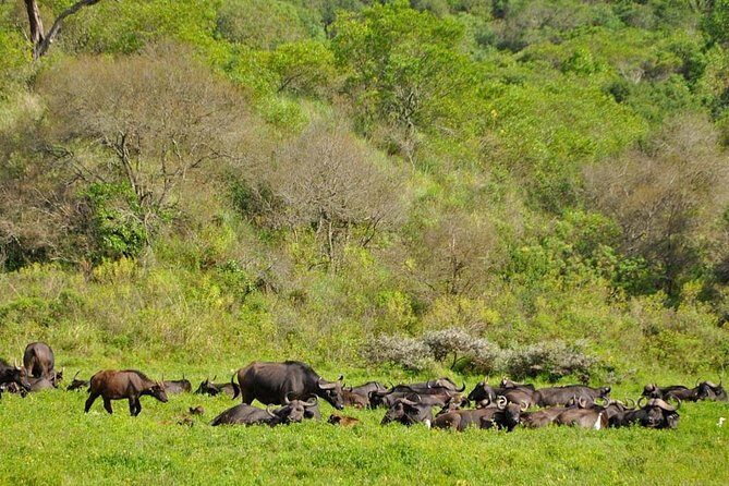 5 days Safari to Tarangire, Ngorongoro, Serengeti and Lake Manyara - Frequently Asked Questions