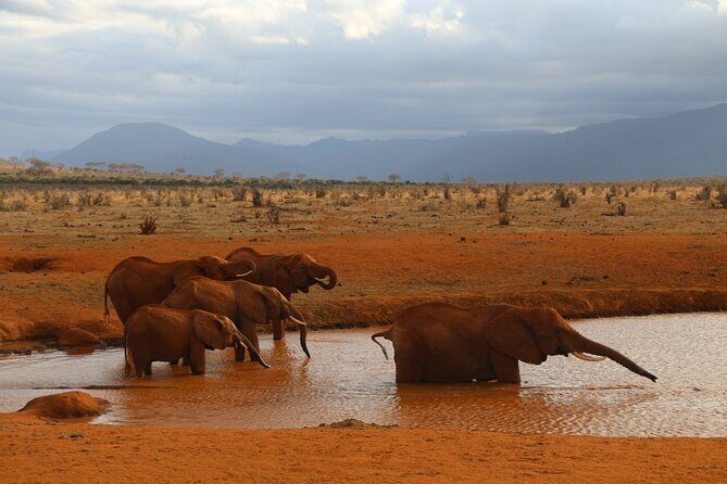 5 Days safari to Tsavo East, Tsavo West and Saltlick from Mombasa - Key Points