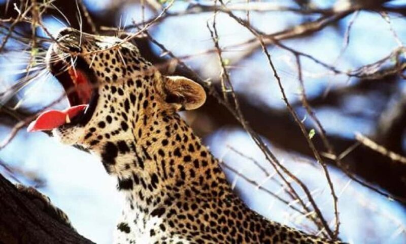 5 days safari to Tsavo East, West & Amboseli from Mombasa - An In-Depth Look at the Safari Experience