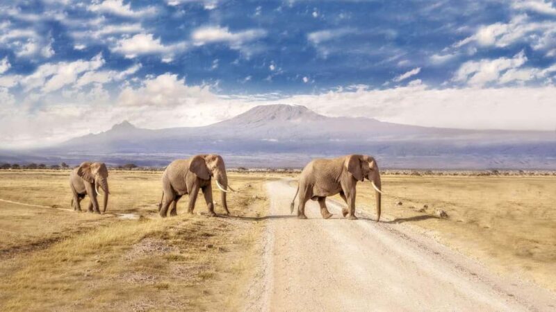 5 days safari to Tsavo East, West & Amboseli from Mombasa - Final Thoughts